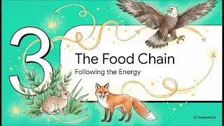 Ecosystems , The Food Chain - Biology Chapter 4, ICSE Class 8