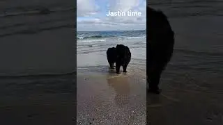 Я дальше не пойду. ДО КОНЦА!😅 #jastintime #буднисмалышом #ньюфаундленд #ньюф