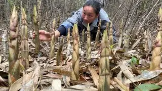 农村这个季节，很多中年妇女靠拔春笋，日挣1500元真羡慕