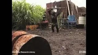 Life Could Be A Dream - Monkey edition 