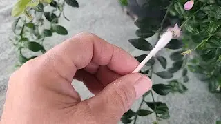 How to Pollinate Indoor Citrus