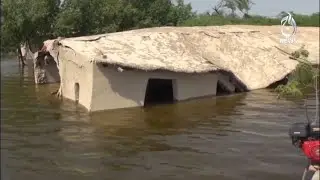 Badin cotton crop worth millions completely destroyed | Aaj News