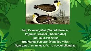 Чайка білошия маскова &ndash; Vanellus miles miles - Masked lapwing