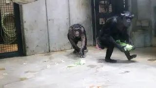 ニナちゃんとイブ、ケンタとリズ、デビィさんもいるよ　宮崎市フェニックス自然動物園　チンパンジー　202601