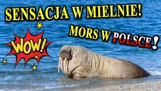 MORS ARKTYCZNY Po Raz Pierwszy w Polsce - Sensacja Przyrodnicza!