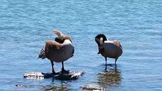 Canada Geese Preening Their Feathers In a Lake Enjoying The Sunshine