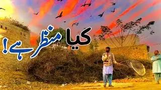 Amazing Pigeon Flight in the Sky | What a View||Bird Uraan Pk 
