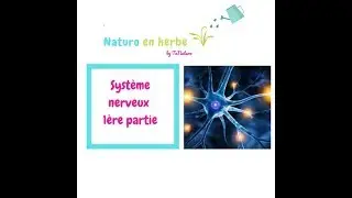 ANATOMIE PHYSIOLOGIE : LE SYSTÈME NERVEUX