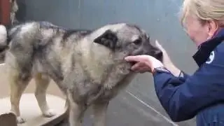 Elkhounds Eddy and Enya at Many Tears animal rescue