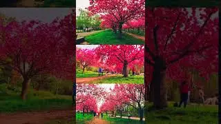 One of the Best places for cherry season in Berlin new Vlog is up . #berlin