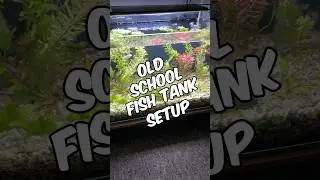 A Simple, Old-School, Under-Gravel Filter Fish Tank Setup With A Planted Aquarium Twist!