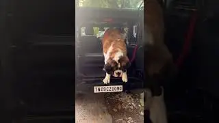 Tyson the gaint😃😃😃😃         #happy #dog #happy #food #love
