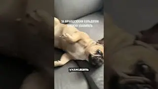 Наш лосьон для глаз: #WW212293 &ndash; копируй артикул с буквами и ищи на ВБ 🐾🐶