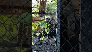 Laos Langur #animals