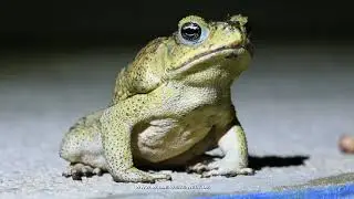 Cane Toads - Aga-Kr&ouml;ten with original sound at night - www.wilde-weite-welt.de