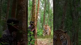 Open Tiger Attack Man #tiger #shorts #viral #animal