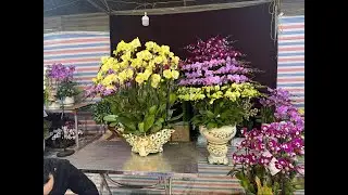28/1 VÀO MUA HỒ ĐIỆP NÀO CÁC CỤ 0906110068
