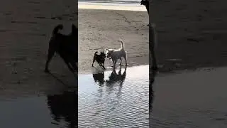 Happy Dogs playing on Del Mar Dog Beach California