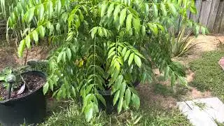 June Plum Tree in a 20 Gallon Pot September 2022