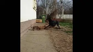 Dobermann with Rhodesian Ridgeback puppies