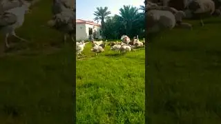 turkey bird eating green grass 🌿🌿🌿