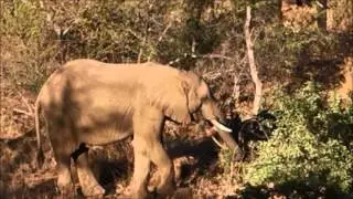 Elephants coming in through the mountains
