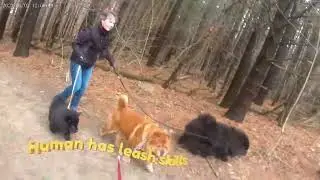 Black rough chow's join us on a walk