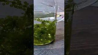 👆🏻Морской виноград, как приготовить? #проверка #рецепт