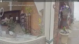 Deer in Iowa causes damage to a hair salon