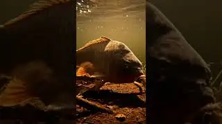 🤯 CRAZY Bream Bites! You Won't BELIEVE This Rig! 🎣
