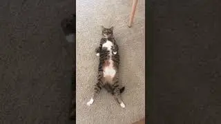 #shorts cat vs dog vs monkey who cares ml pikachu x meowth d jodi cat videos cute kitty song