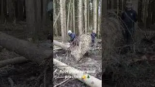 Great view of wind blown tree root plate removal technique&hellip;be careful where you stand...check it out