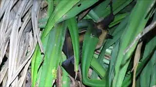 Indian Flying Fox (Pteropus cf. medius)  |  Laamu Atoll |  Maldives