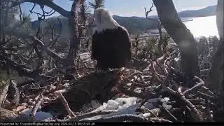 Raven Damages Eggs - Shadow & Jackie See Eggs for First Time - Big Bear Eagles March 15, 2020