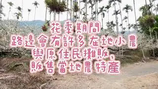 伊莉莎白趣哪裡-風櫃斗梅花大綻放