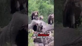 Hyena Hides in Elephant Carcass While Vultures Wait Their Turn 🐘🦴🦅
