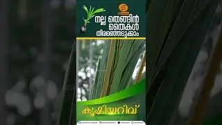 നല്ല തെങ്ങിൻ തൈകൾ തിരഞ്ഞെടുക്കാം | Krishiyarivu | Farming Technology & Crop Cultivation Tips