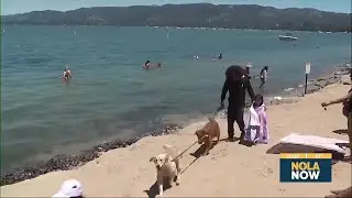 Pet and water safety tips