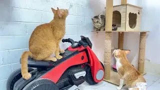 Cats Discover a Motorcycle&hellip; Chaos Ensues 🐱🏍️This Cat Thinks He Owns the Motorcycle 😂