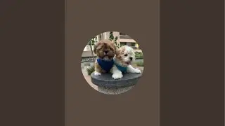 pets cute fighting funnyshort