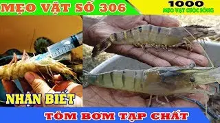 Hướng dẫn c&aacute;ch nhận biết nhanh nhất t&ocirc;m bơm h&oacute;a chất v&agrave; c&aacute;ch chọn t&ocirc;m sạch ngon