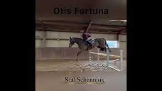 Paard te koop - Fijn Talentvol Springpaard te koop - equirodi.nl