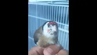 Mutaci&oacute;n del Jilguero# طفرات الحسون الملكي#Mutation des Stieglitz#Mutasi Goldfinch