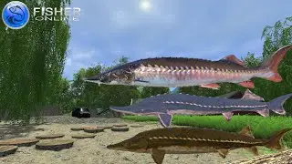 Large Sturgeons and Carps | Serbia | Fisher Online | Ep 57