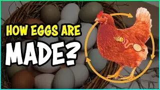 How EGGS are made in Chickens