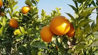 Orange Farm | Khanpur Khyber Pakhtunkhwa