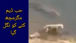 Hungry crocodile eats a heat stricken dog at the Hub dam in Pakistan