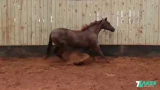 HIP 66