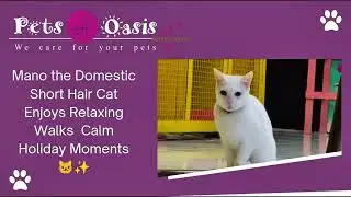 Mano the Domestic Short Hair Cat Enjoys Relaxing Walks | Calm Holiday Moments 🐱✨