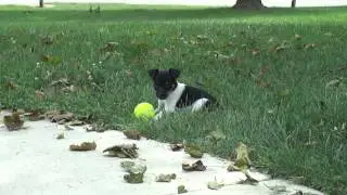 Ratitatt Brad chasing Ball 7 Weeks